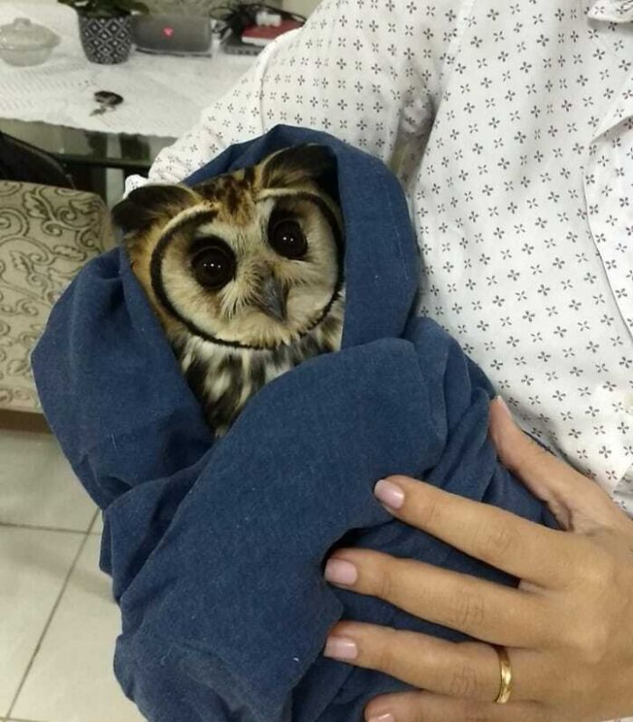 So, An Owl Got Into My Parent's House