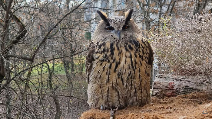 Eagle Owl Or Screech Owl?? Hehe, That's Yoll. Very Cute!