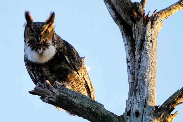 Judgemental Owl Doesn't Approve