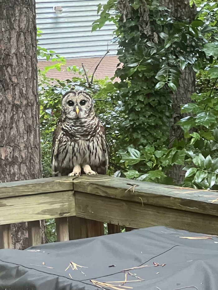 Barred Owl
