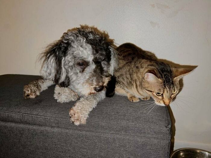 Angus And Rosey Are Always Lounging, Playing, And Running Around Together