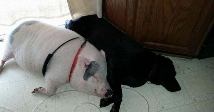 They've Been Best Friends Since Day One 