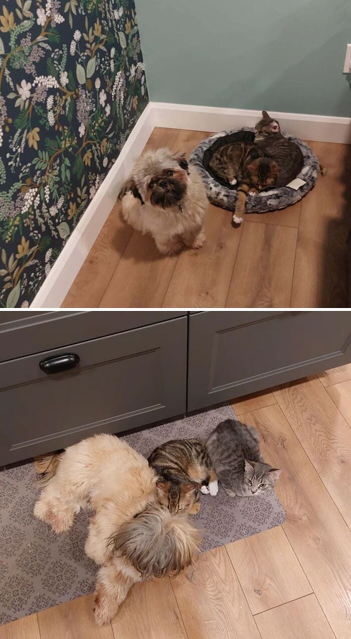 Fergus, Henry Catvill And Lucy