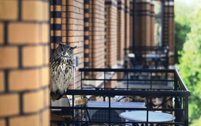 We Had A Eurasian Eagle Owl Move Into Town