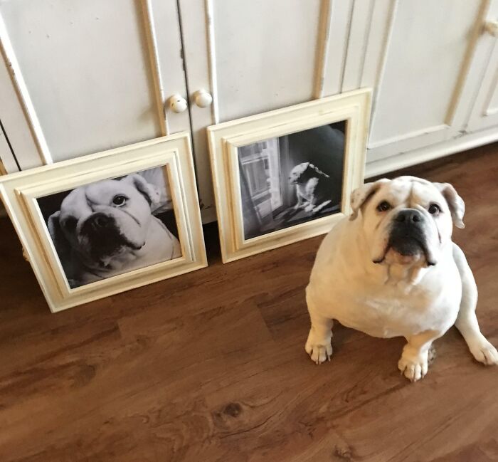 Mi novia compró nuevas decoraciones para el hogar… Creo que a este chico le gustan