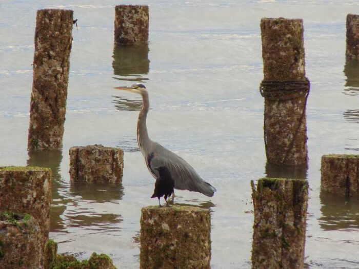 Heron And Crow Helping Each Other Eat