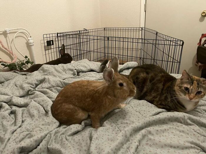 Cheese (Cat) Adores Piper (Light Brown), But Is Still A Bit Uneasy About The New Guy (Buckwheat, Dark Brown)