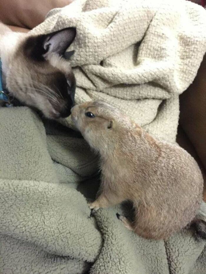 Pumpkin The Prairie Dog When She Was Around The Cats Loved Her