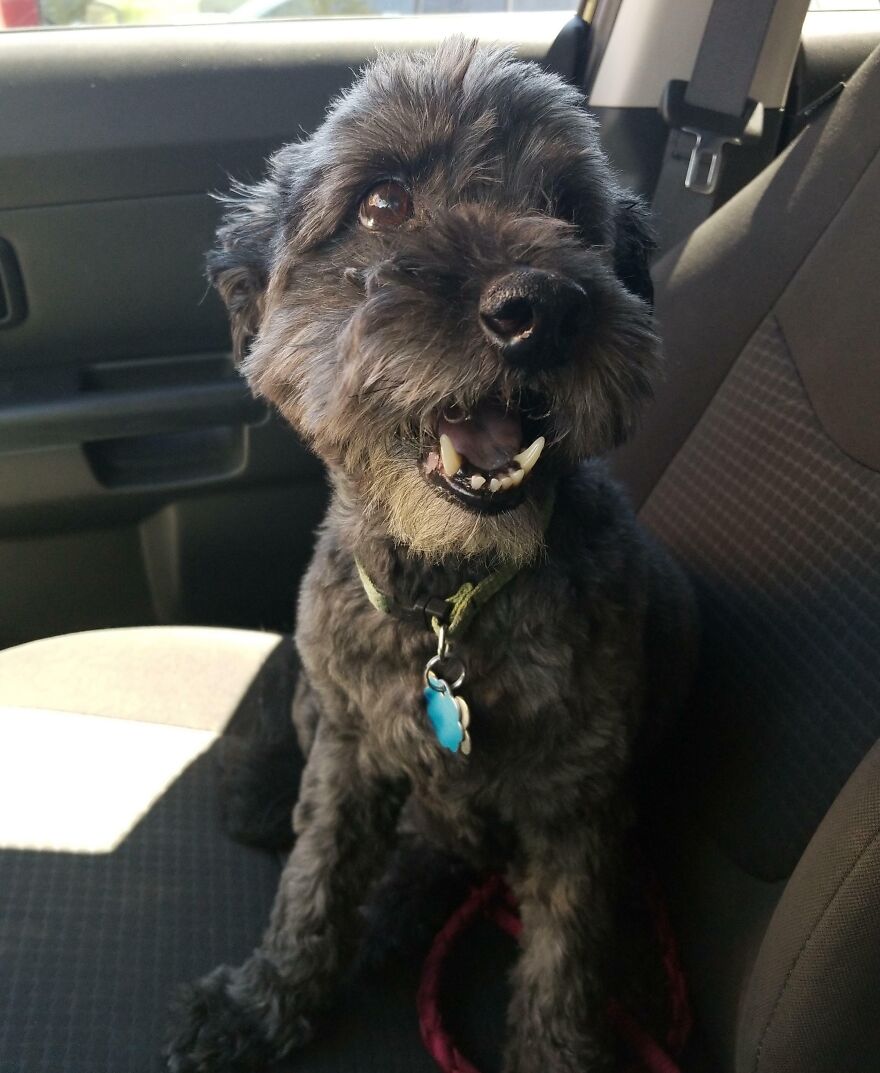 Perro mayor de 15 años