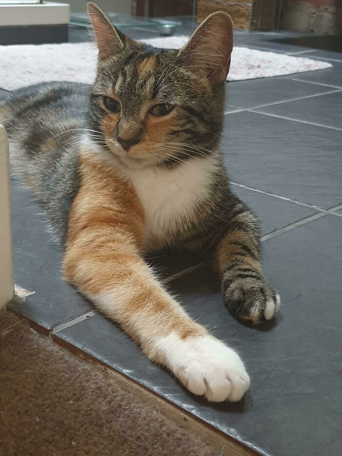 My Cat Has Just The One Ginger Arm. People Make Jokes But She's Perfect And Beautiful To Me