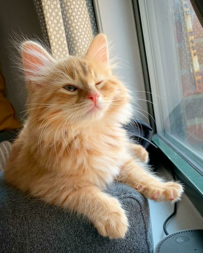 Mr. Steal Yo’ Cat This Is Ginger, Our New Siberian Forest Kitten