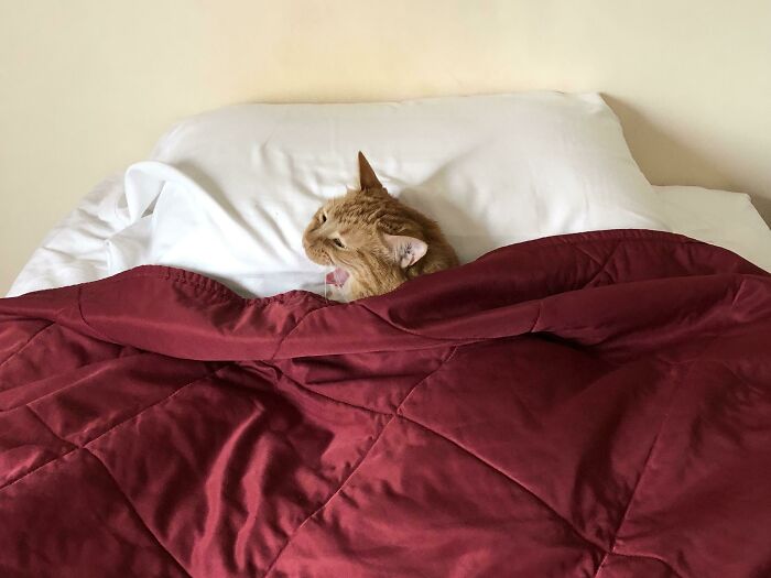 Ginger Cat Yawning In Bed