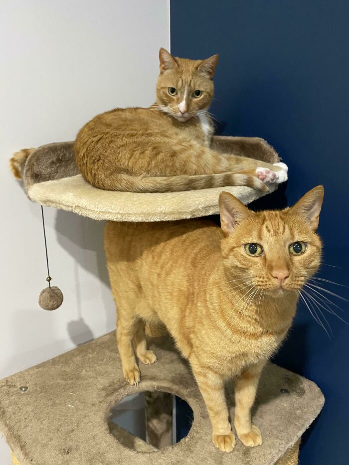 Our Ginger Kitties Haven’t Used Their Cat Tree In Ages. We Moved It To A Different Corner And Now They Love It Again. Cats Are Weird Floofs