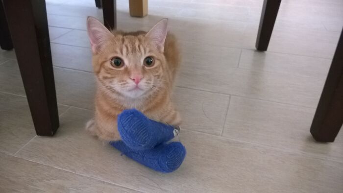 My Ginger Cat, Patiently Waiting For His Ouch To Go Away