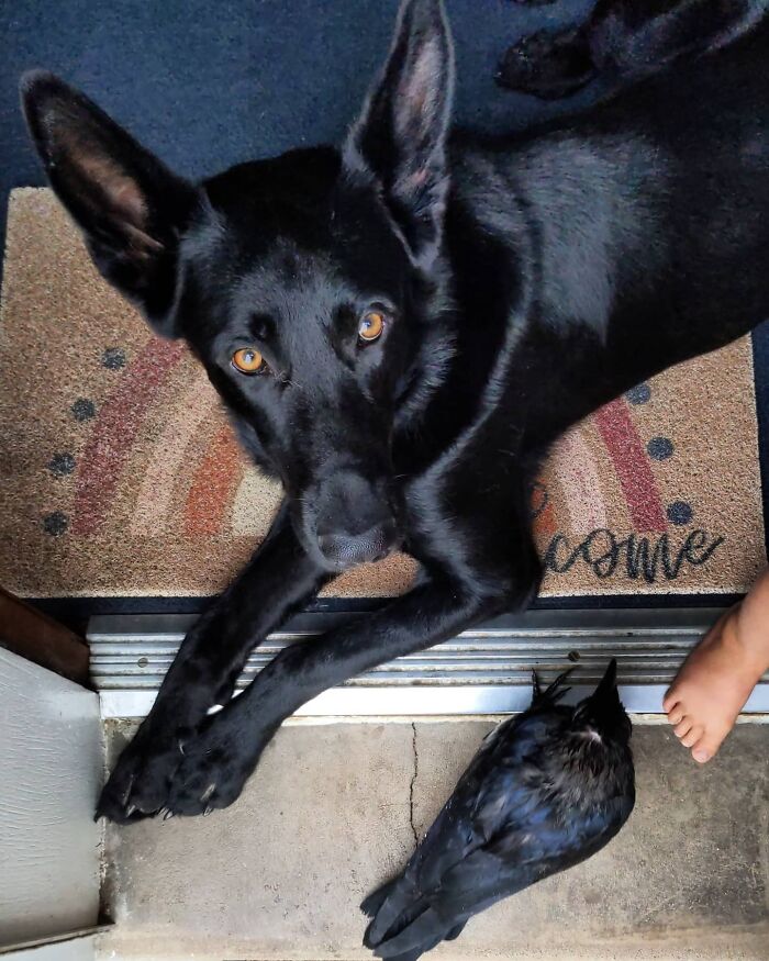 When Your Friends Take Too Long To Come Outside And Play, It's Time To Take Matters Into Your Own Wings