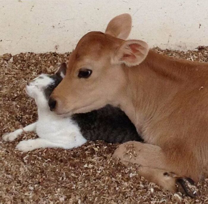 The Most Wholesome Friendship 