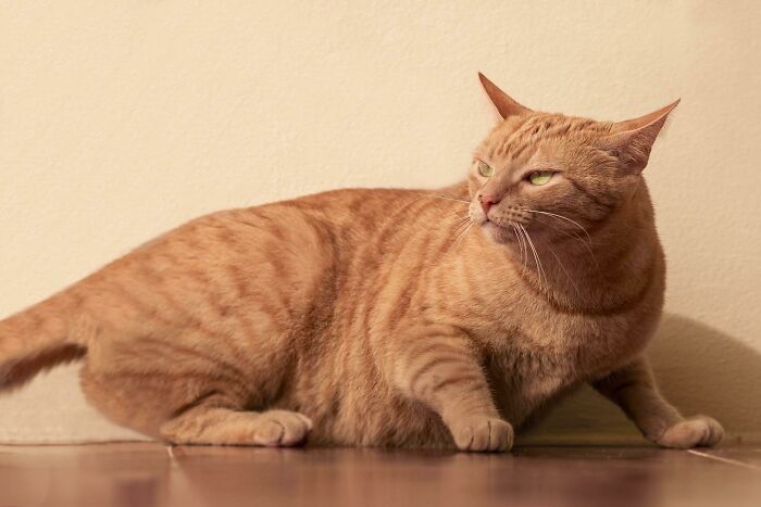 My Ginger Cat Being Vicious