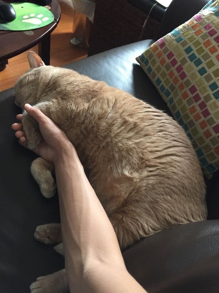 Here's Coco. The Cat Who Can Not Go To Sleep Easily Unless I Gingerly Hold His Paw