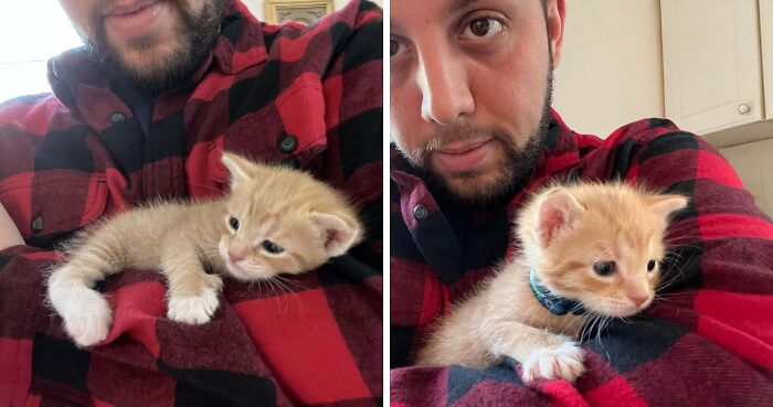 Told My GF That We Could Not Get A Cat, I Refused For A Long Time. This Is Day 3 Of Ginger, The Surprise Cat