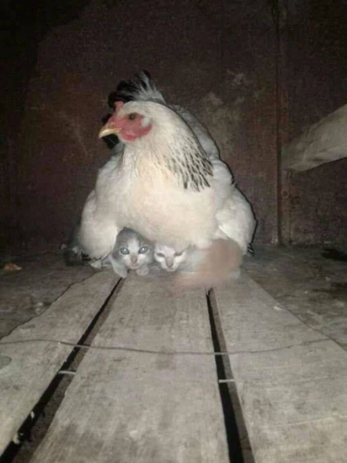 Hen Taking Care Of Kittens During Storm