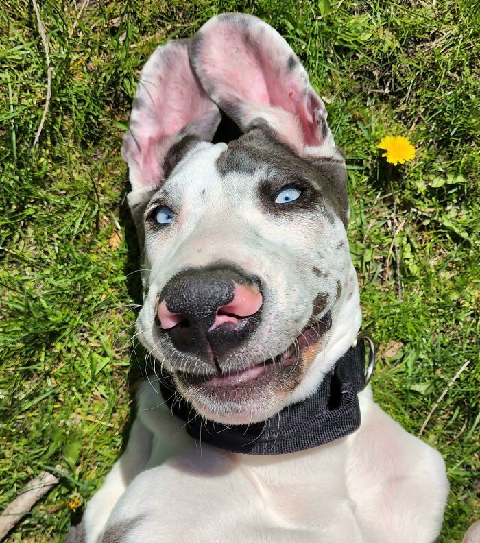 Merlin, The 4-Month-Old Great Dane