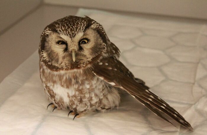 My Wife Is A Veterinarian And I Think This Owl Is Plotting Her Imminent Death