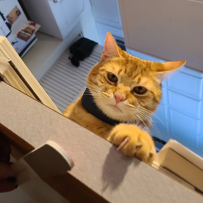 I Wouldn't Let Him Eat The Lizard He Found In The House