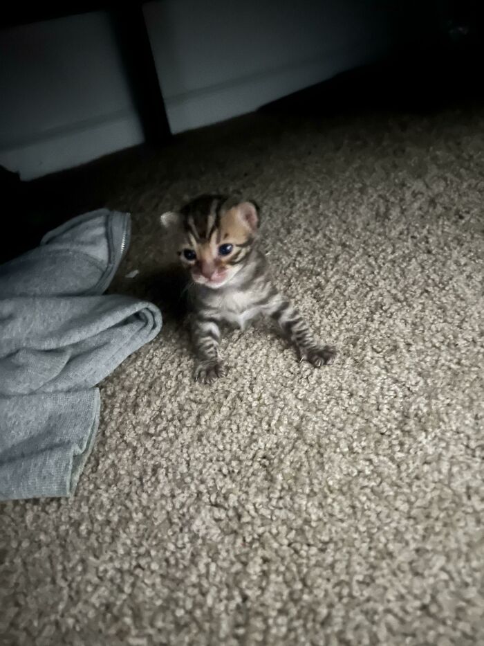 The Mini Weapons Are Lethal 🔪