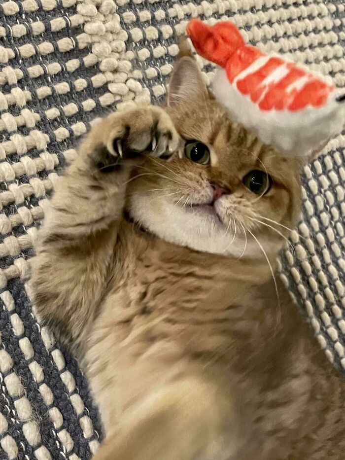 Thistle Flashes Her Mitts While Attacking This Floating Ebi Nigiri