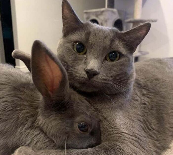 My 6 Mo Lion Head, And 1 Year Old Rescue. They Are Inseparable