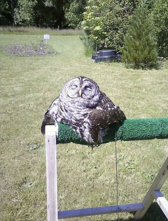 My Owl Melted What How Should I Deal With It