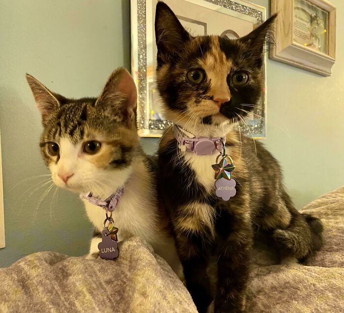 Adopted These Two Little Ones Today