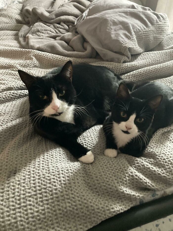 Just Adopted This Little Carbon Copy Of Our Gamora