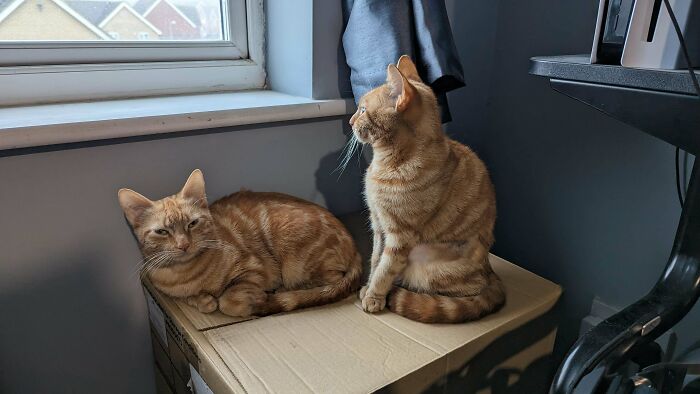 Adopted These Delightful Young Ladies Yesterday, First Cats Since My Teens. Meet Eris And Aloy