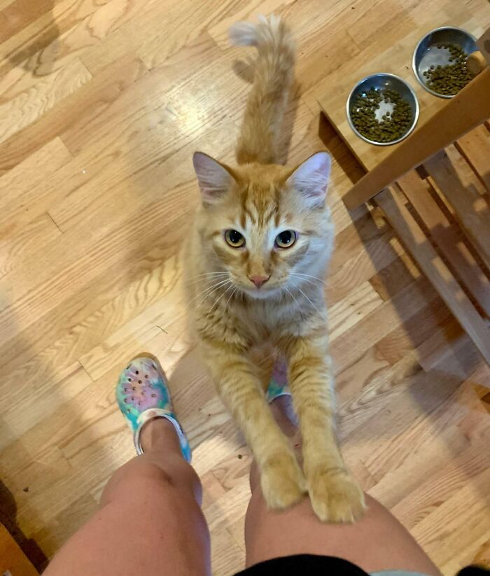My Floof Begging For Attention/Snacks From His Petsitter