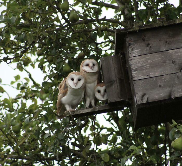 A Cute Family Of Owls
