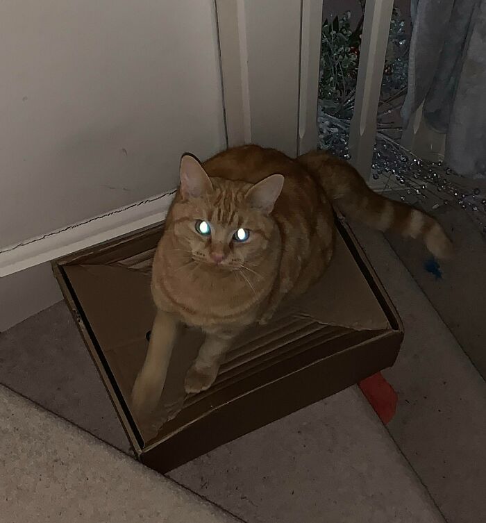 Ginger Cat Kills Owner With Laser Death Stare