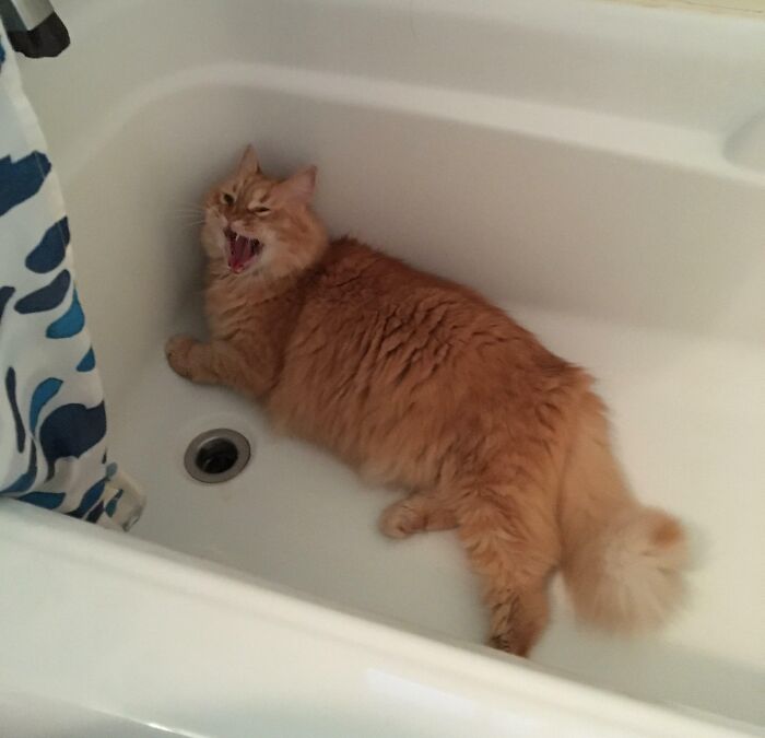 Tub Scream