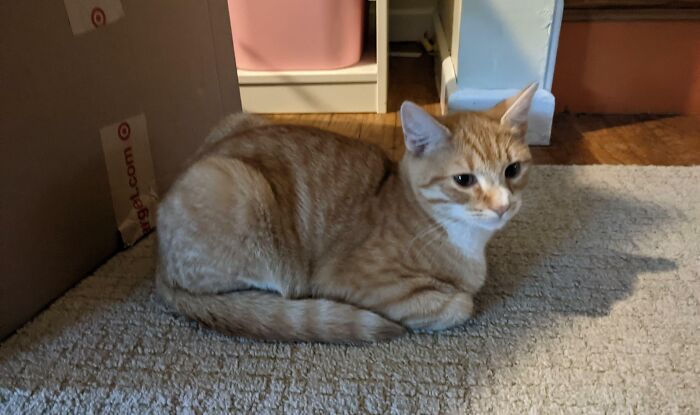 Good Boi Is A Teensie Loaf