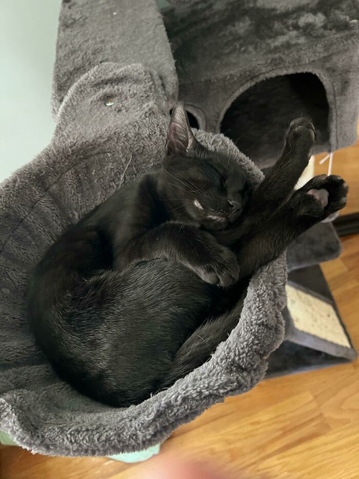 Recent Adopted This Little Void; She’s Finally Feeling More At Home