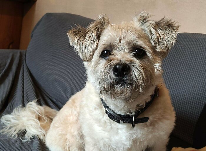 This Is Archie. We Adopted Him Last Week. He's Settled In Really Well