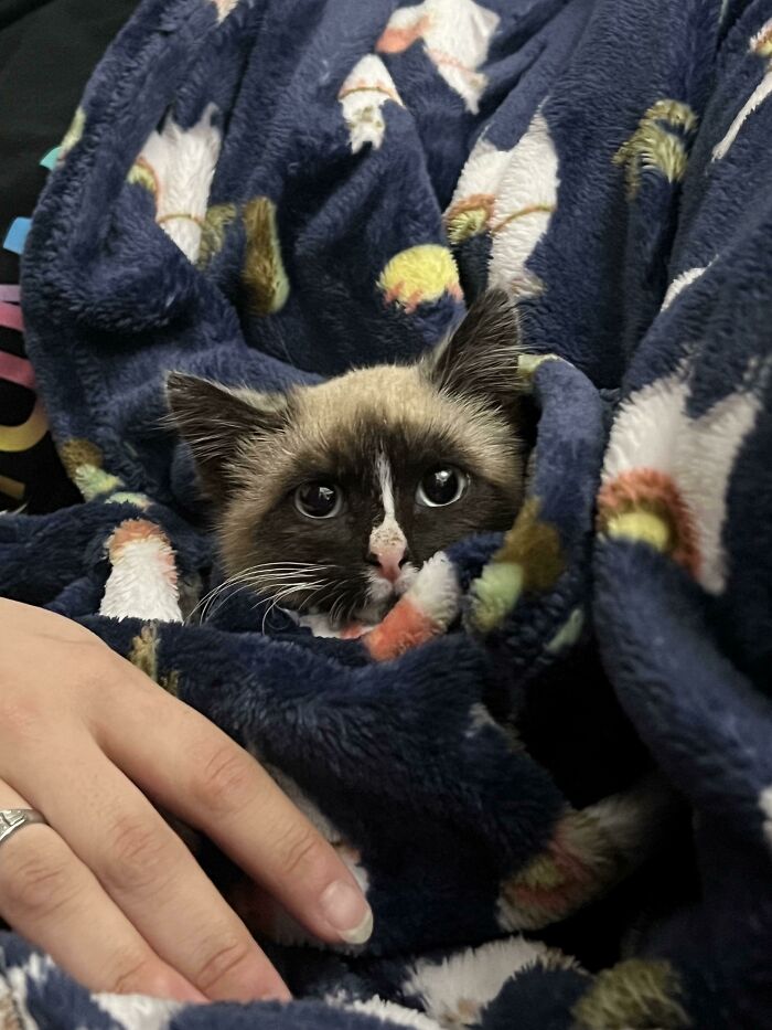 My Roommates And I Rescued A Kitten Under My Shed