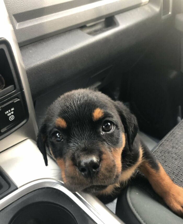 Meet Diablo My Rescued Rottweiler Puppy