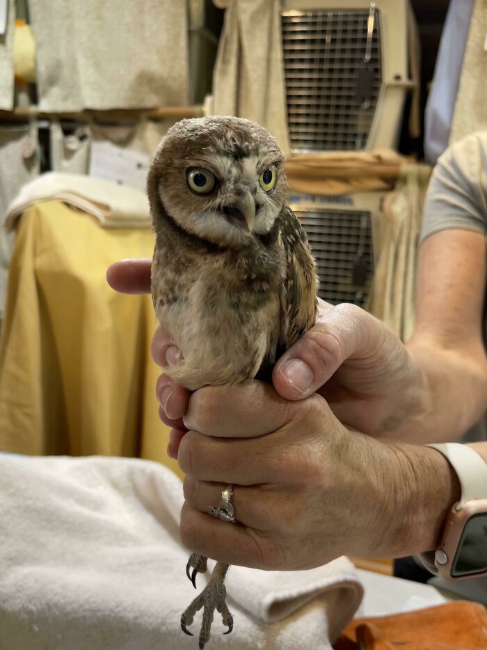 Superbly Cute Burrowing Owl