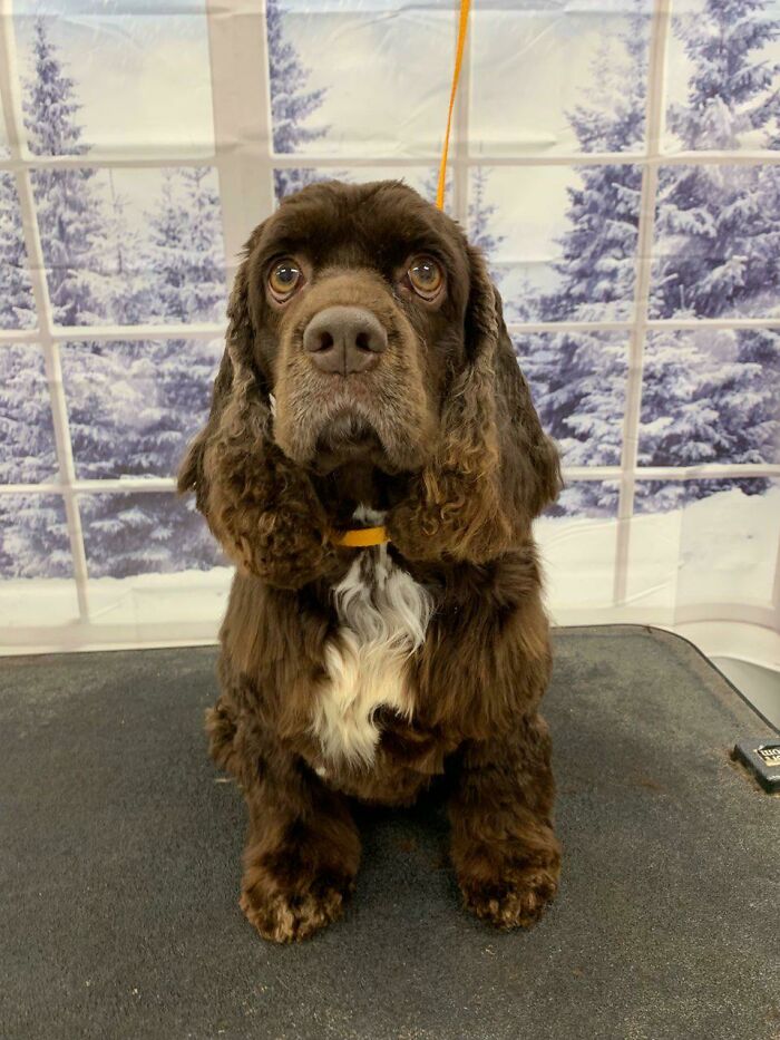 My Parents Just Rescued This Sweet Girl From A Breeding Mill