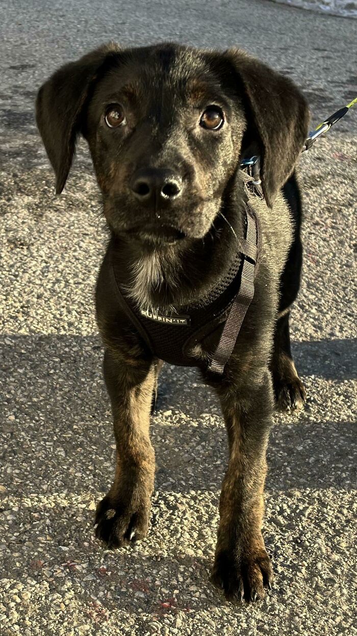 Meet Adora, The Little Lab-Cur-Gsd Mix That We Just Rescued Yesterday