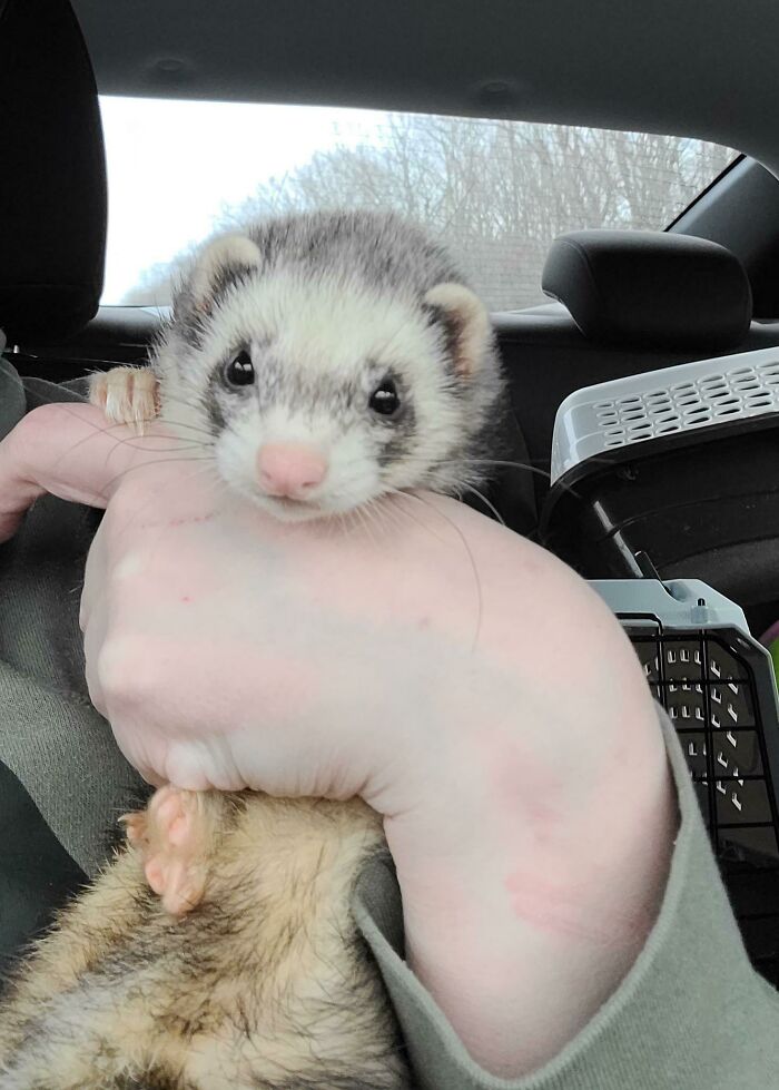 Welcome Home Loki! Rescued Yesterday