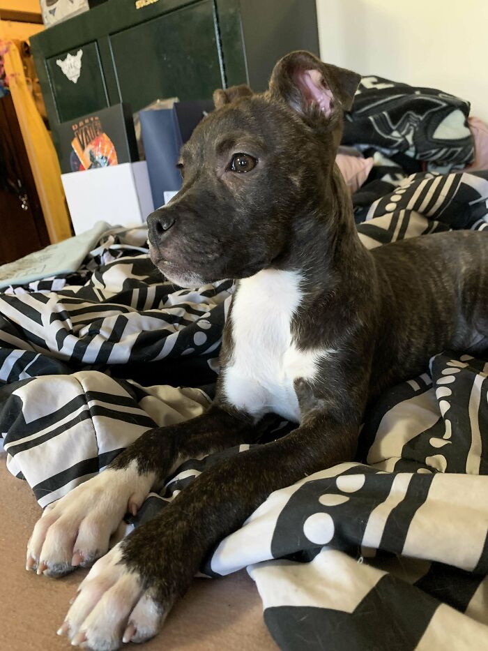 Adopted This Sweet Girl Two Weeks Ago