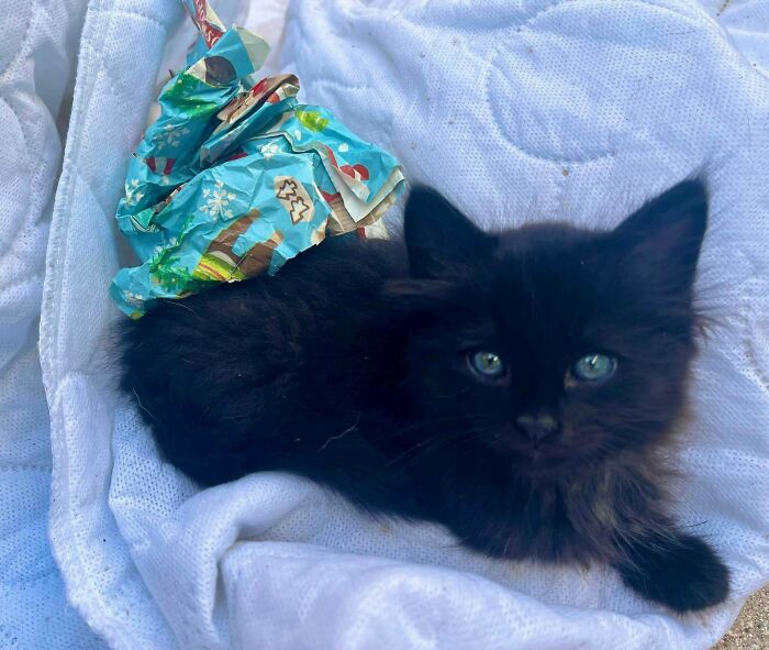 Say Hello To Wednesday! Just Adopted Her Yesterday