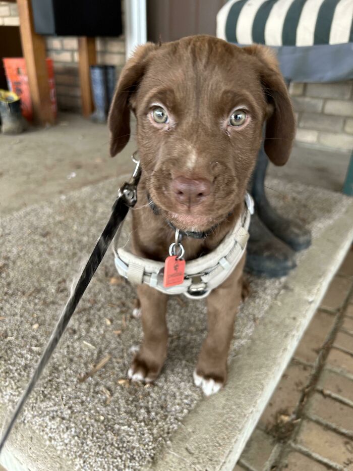 Those Dreamy Green Eyes: Valentine, Our Shelter Rescue Adopted Feb14th